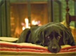 sleeping dog
