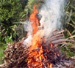 Burning Waste