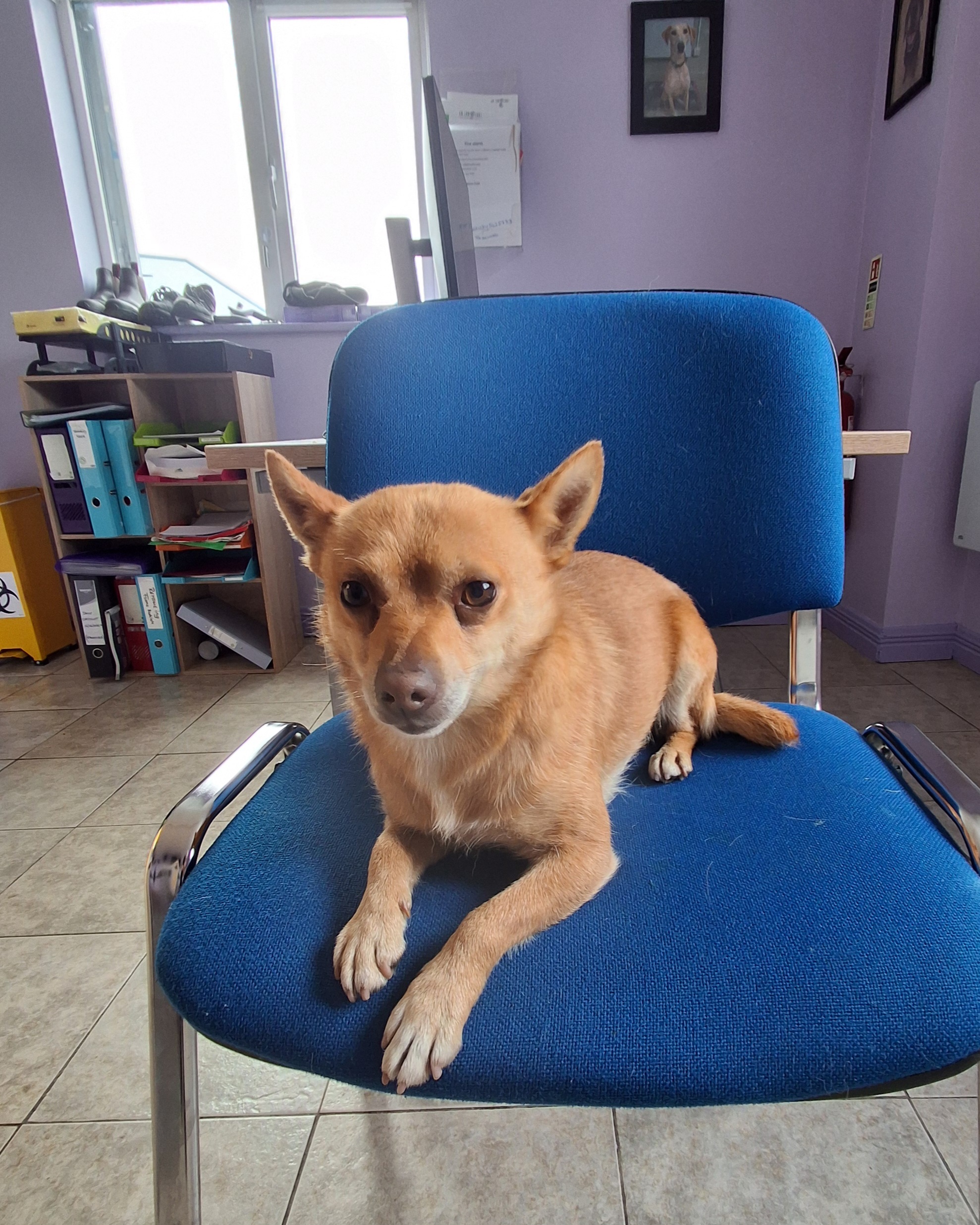 Chihuahua-cross-Copy
