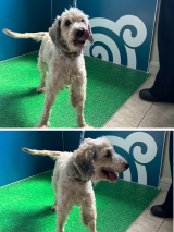 Cockapoo-Cross-19.5.25 Cockapoo-Cross-19.5.25