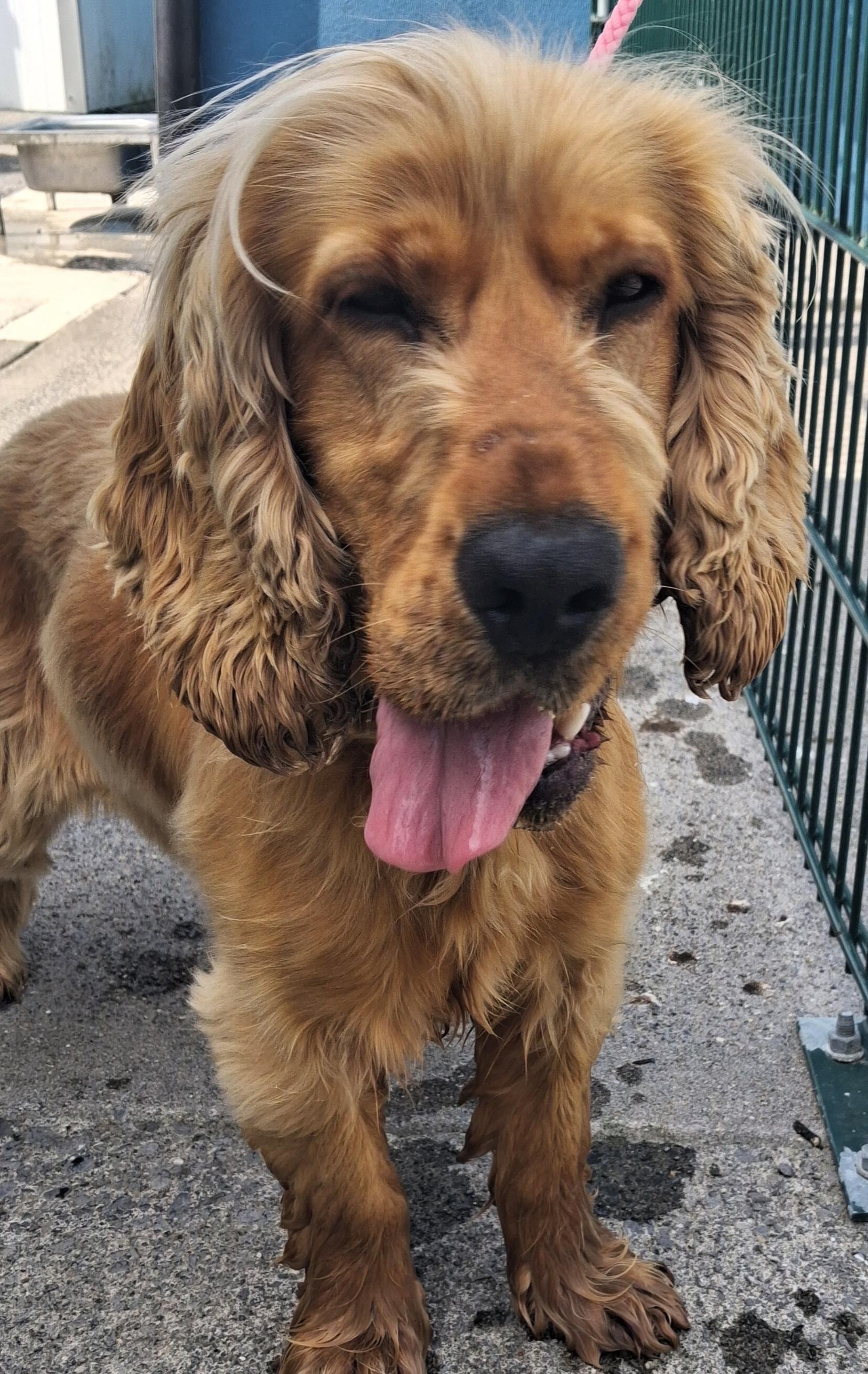 Cocker-Spaniel- Cocker-Spaniel-