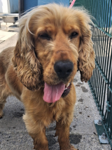 Cocker-spaniel- Cocker-spaniel-