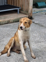Collie---female--Copy Collie---female--Copy