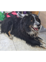 Collie-2-13.2.26 Collie-2-13.2.26