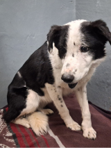 Collie-31.3.26 Collie-31.3.26