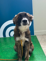 Collie-Cross-6.10.2025 Collie-Cross-6.10.2025