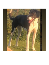 Collie-x-Pointer-(1)