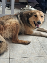 Collie Collie