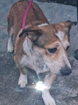 Corgi-Cross-26.3.26 Corgi-Cross-26.3.26