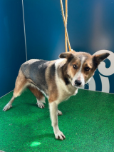 Found Dog - Female Collie - Dring Area 11.9.25 Found Dog - Female Collie - Dring Area 11.9.25
