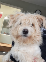 Found-dog-31.3.26 Found-dog-31.3.26