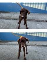 Found-dog-Edgeworthstown-18.12