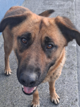 German-Shepard-cross- German-Shepard-cross-