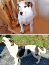 Jenny-Terrier-21.5.25 Jenny-Terrier-21.5.25