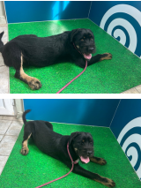 Labrador-Cross-15.8.2025 Labrador-Cross-15.8.2025