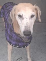 Lurcher---Granard- Lurcher---Granard-