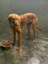 Lurcher-8.12.2025 Lurcher-8.12.2025