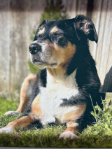 Missing-Dog-10.6.25 Missing-Dog-10.6.25