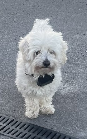 Missing-maltese-Copy Missing-maltese-Copy