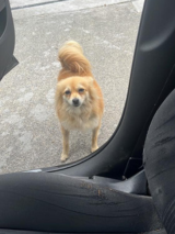 Pomeranian missing from Longford Town