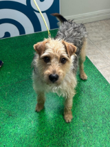 Terrier-29.7.2025 Terrier-29.7.2025