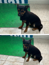 Terrier-6.5.25 Terrier-6.5.25