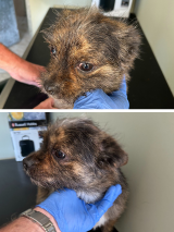 Yorkie-Terrier-11.9.25 Yorkie-Terrier-11.9.25