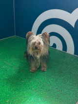 Yorkie-Terrier-14.9.25 Yorkie-Terrier-14.9.25