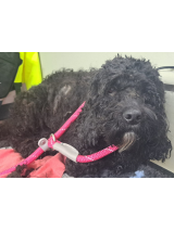 cockapoo--2-13.2.26-(3)