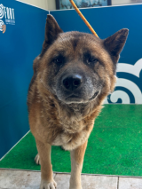male--Akita male--Akita