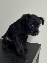 male--terrier---Granard male--terrier---Granard