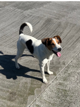 -Patch--Terrier-Cross-12.5.25 -Patch--Terrier-Cross-12.5.25