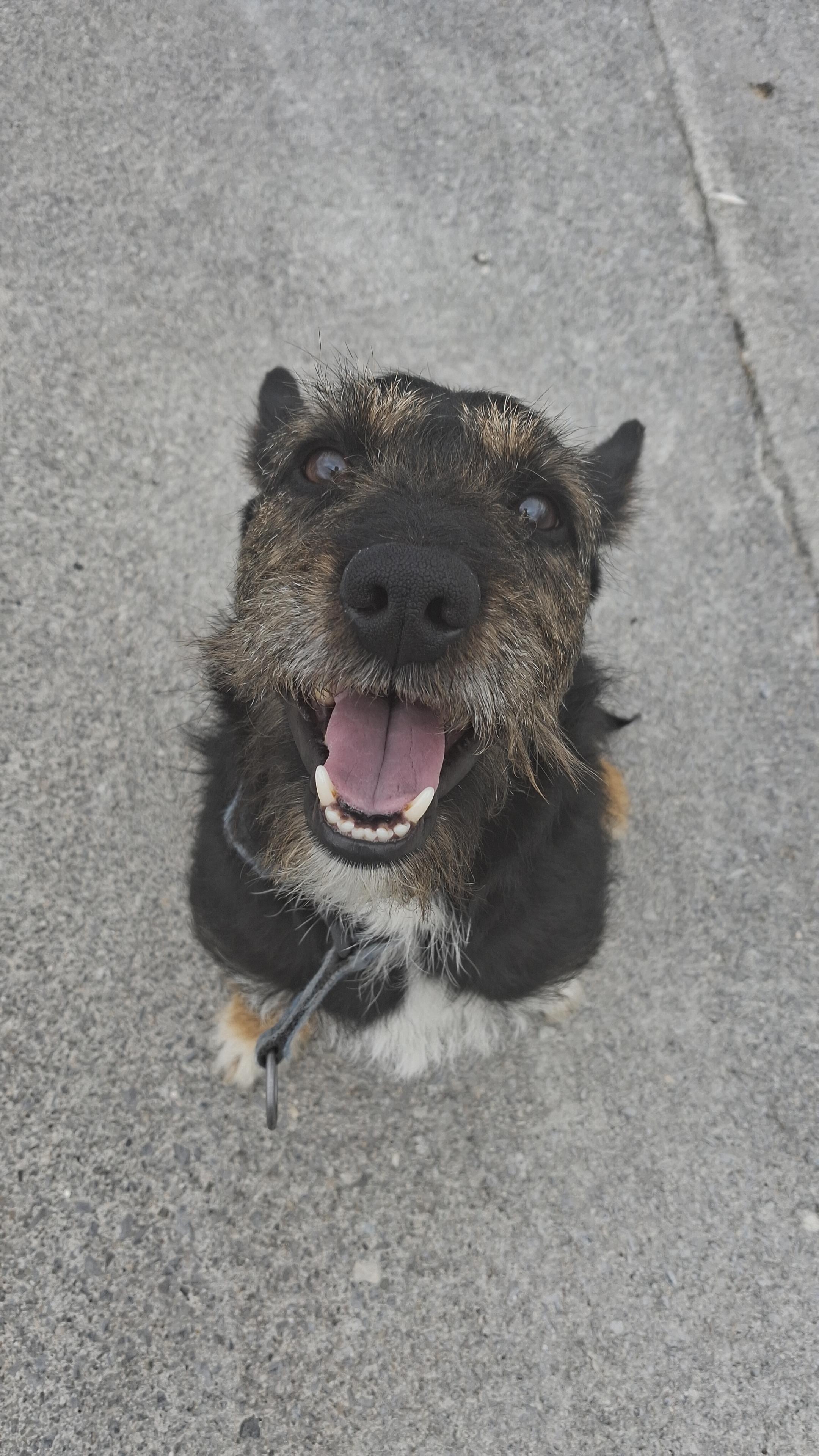 Arndale-Terrier- Arndale-Terrier-