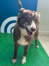 Female Collie 3 Years Old