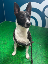 Jack-Russell-Terrier-1.8.2025