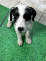 Terrier Cross 22.8.2025