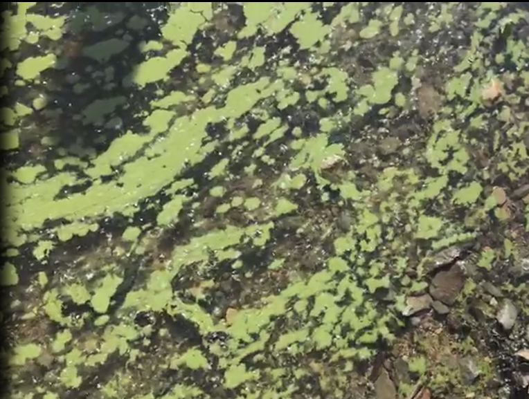 Algal-Bloom-Image-2 Algal-Bloom-Image-2