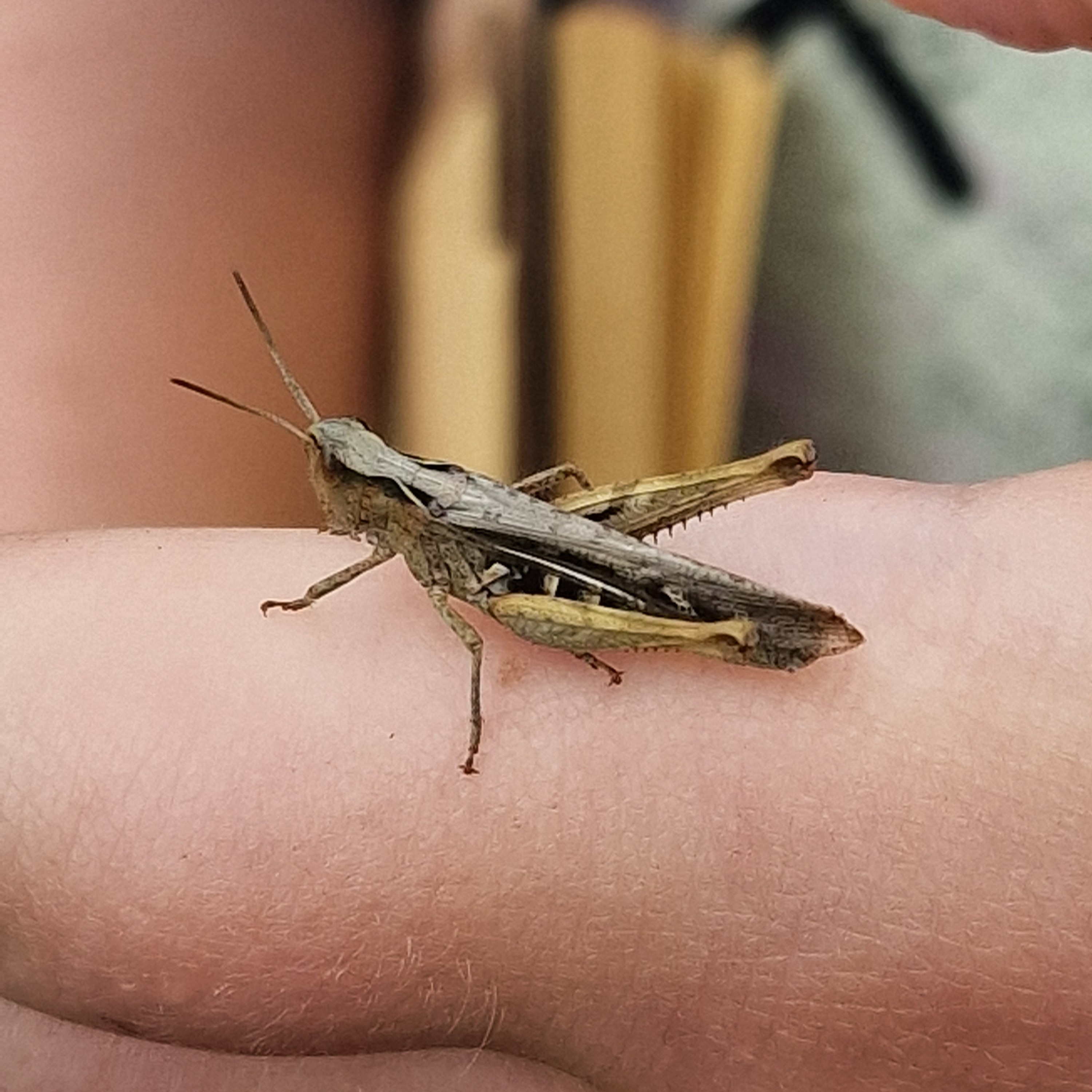 Grasshopper Grasshopper