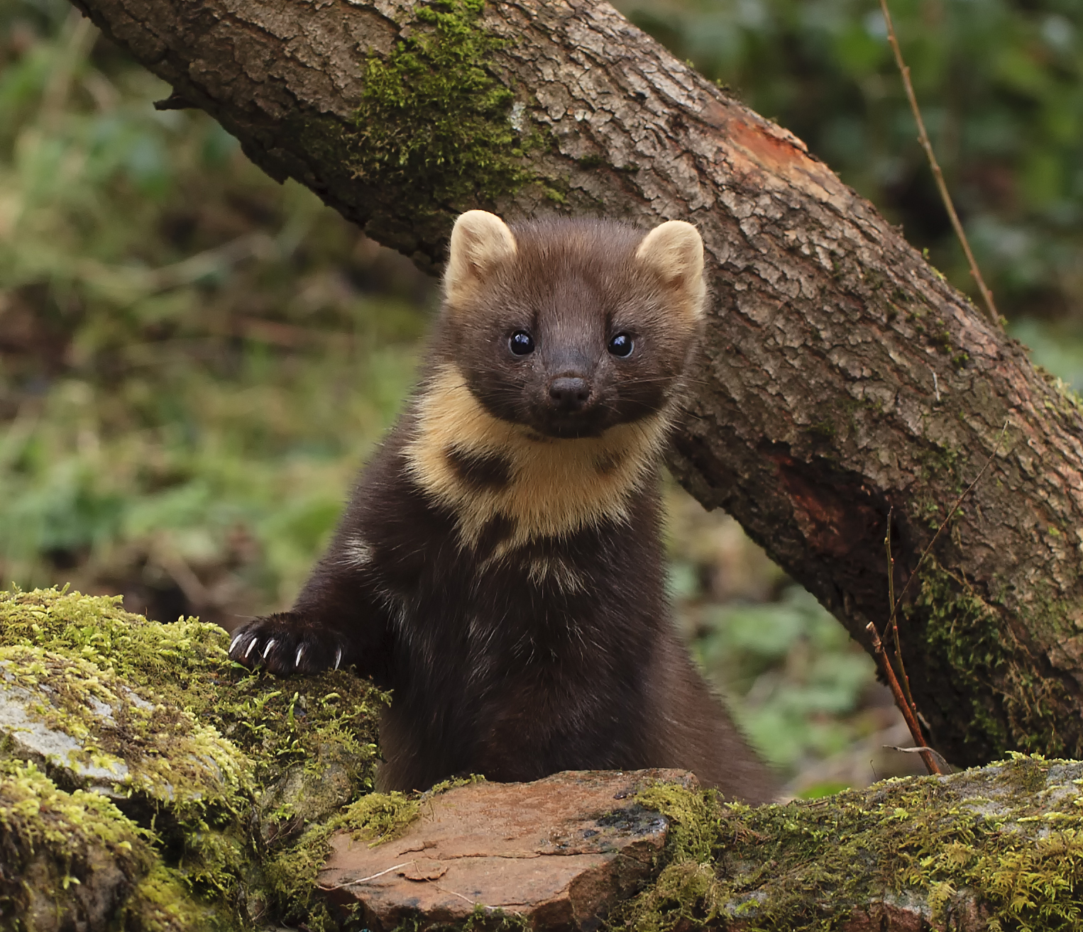 Pine-marten Pine-marten