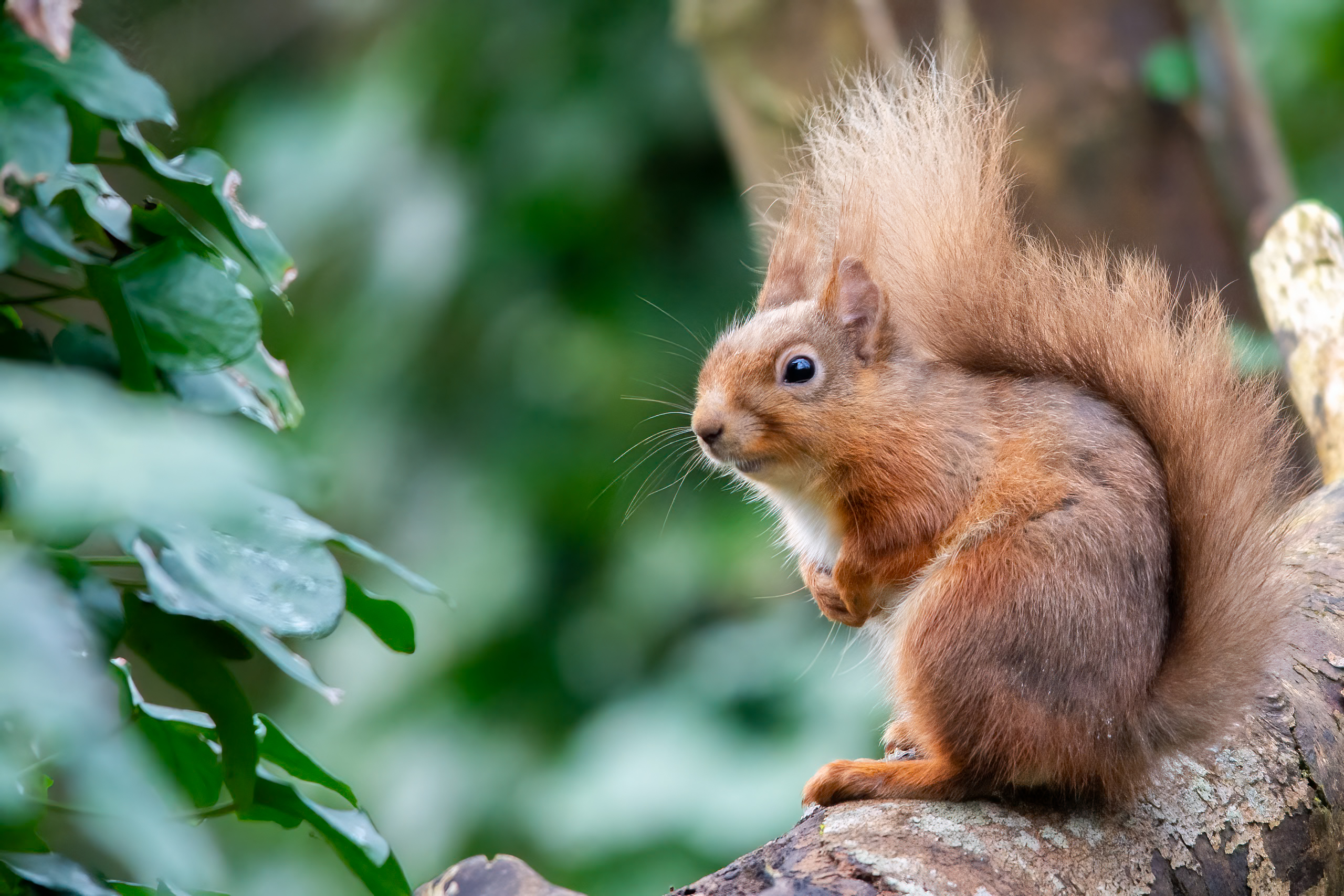 Red-squirrel Red-squirrel