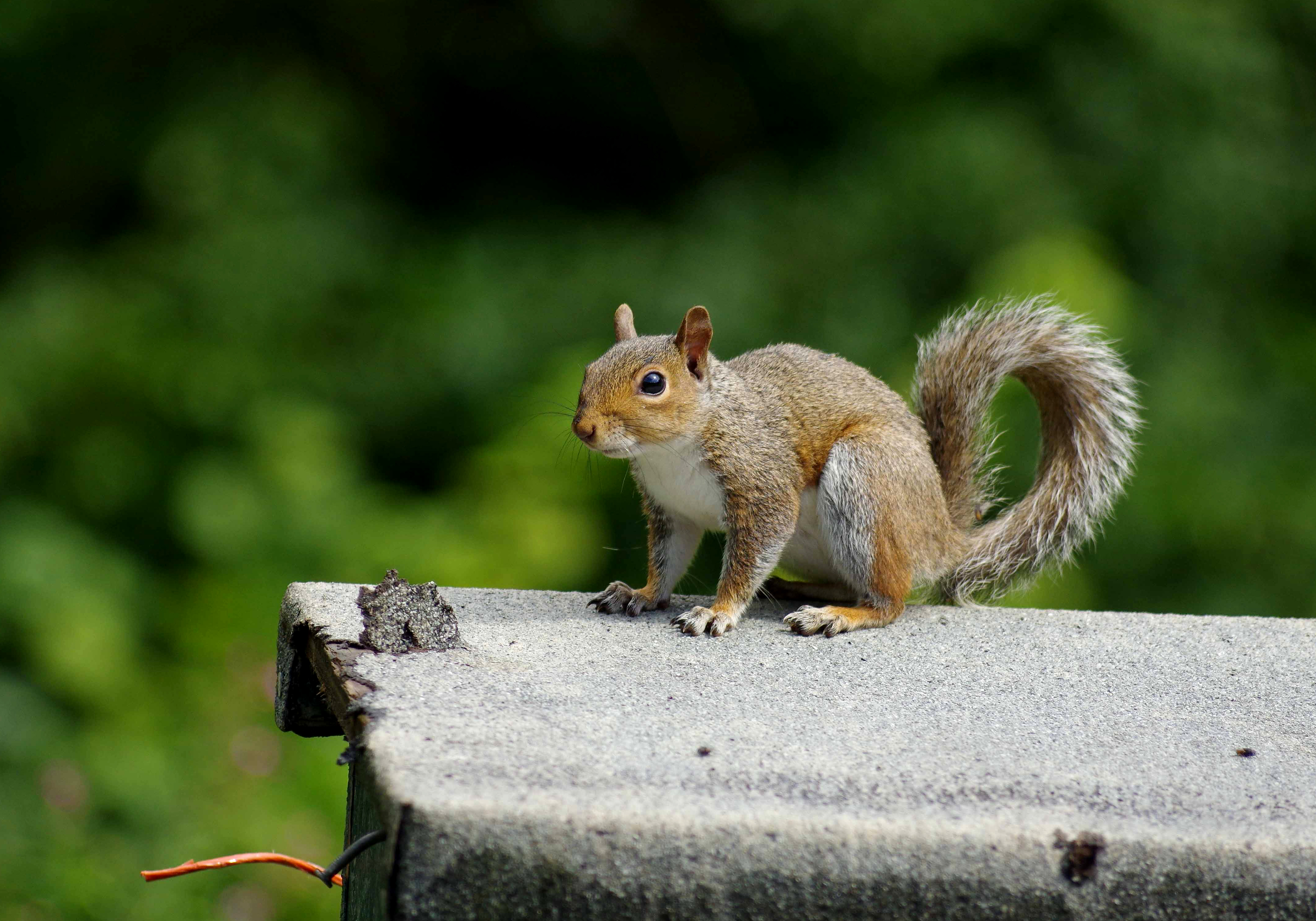 Squirrel-Grey Squirrel-Grey