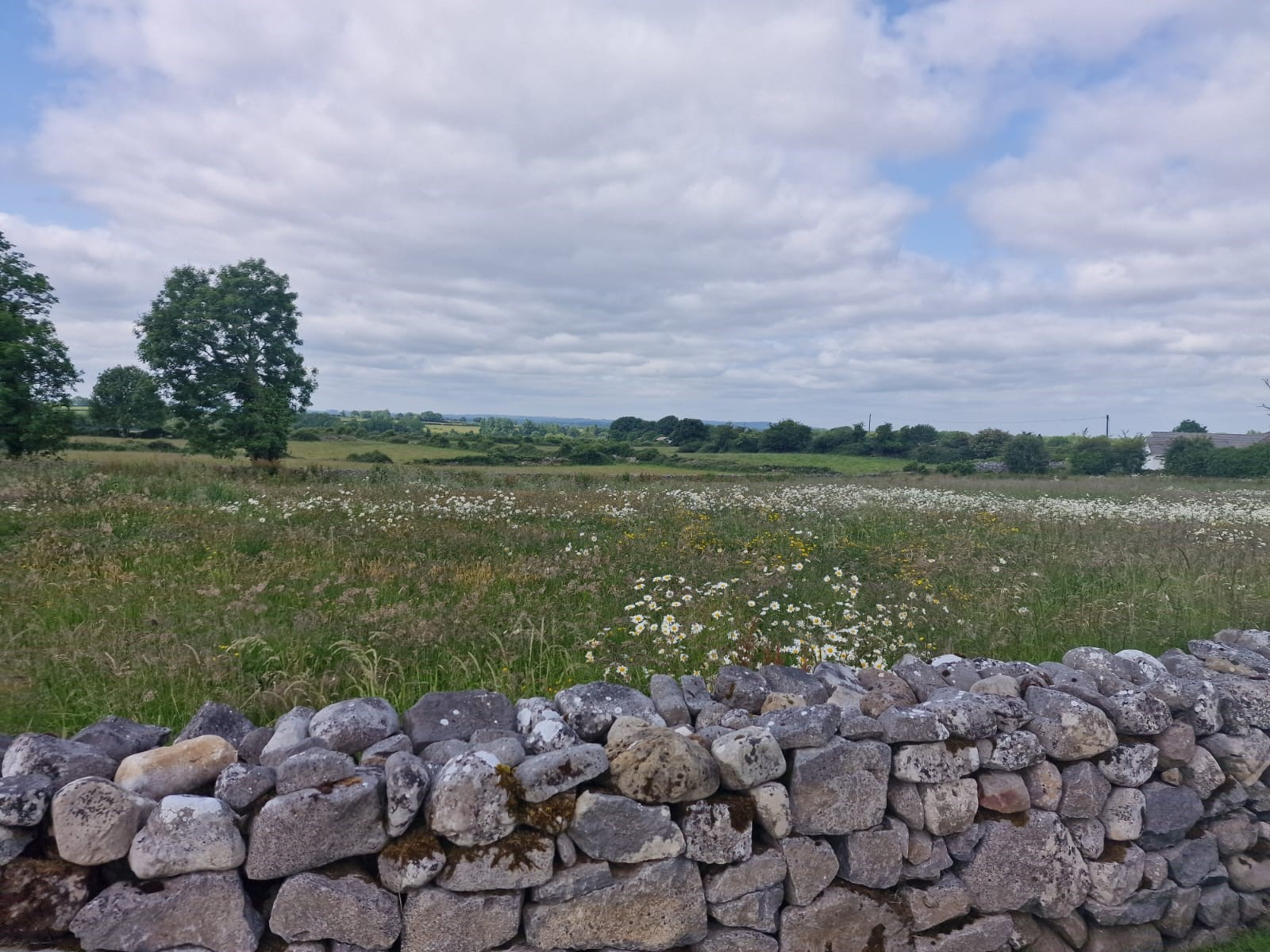 Wildflower-meadow-Newtowncashel